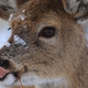 Illustration for article titled Field Cameras Catch Deer Eating Birds—Wait, Why Do Deer Eat Birds?